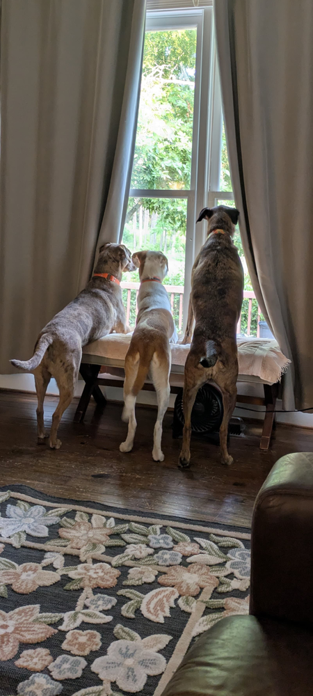 Entry image for Ranger Remy Maggie. Clicking this image will show a larger photo