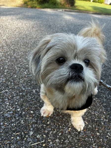 Entry image for Oliver. Clicking this image will show a larger photo
