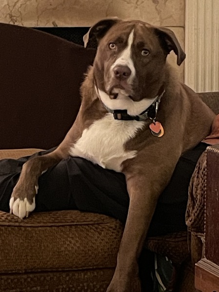 Entry image for Hank. Clicking this image will show a larger photo