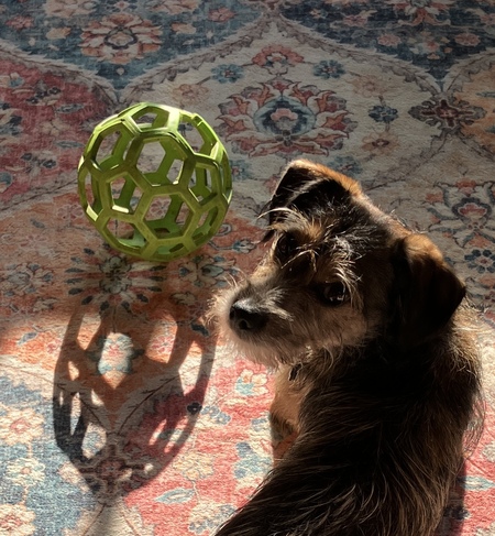 Entry image for Hazel. Clicking this image will show a larger photo