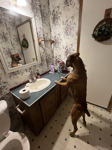 Entry image for Buck. Clicking this image will show a larger photo