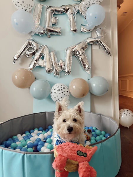 Entry image for Toby. Clicking this image will show a larger photo