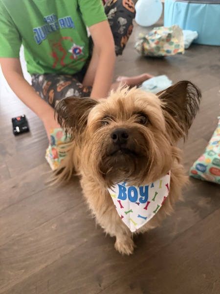 Entry image for Oliver. Clicking this image will show a larger photo