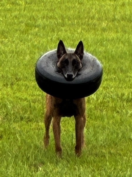 Entry image for Kiowa. Clicking this image will show a larger photo