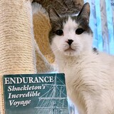 Entry image for Sir Ernest Shackleton
