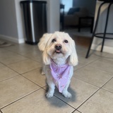 Entry image for Lulu