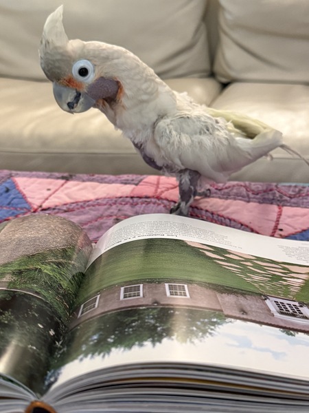 Entry image for Peaches. Clicking this image will show a larger photo