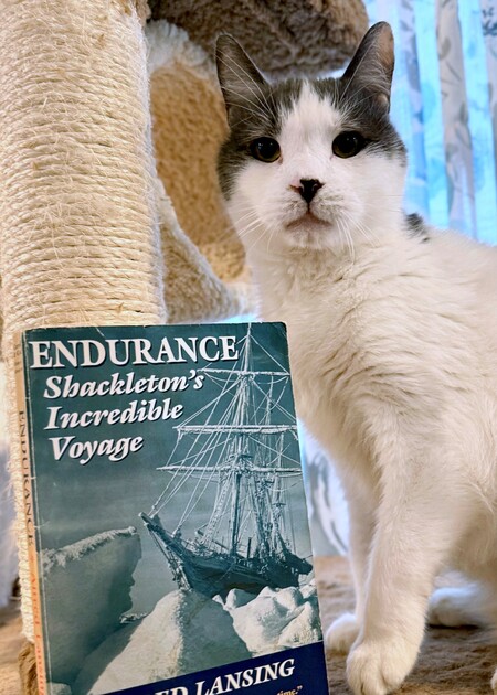 Entry image for Sir Ernest Shackleton. Clicking this image will show a larger photo