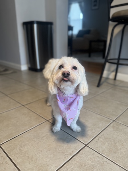 Entry image for Lulu. Clicking this image will show a larger photo