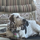 Entry image for Spot