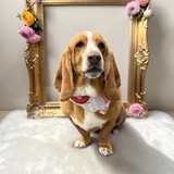 Entry image for WILLOW