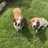 Entry image for Gracie and Danny