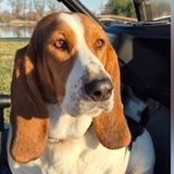 Entry image for Beauregard 