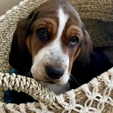Entry image for Rosie 