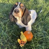 Entry image for Gus Gus