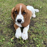 Entry image for Wally