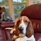Entry image for Ollie