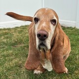 Entry image for Hank