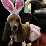 Entry image for Ginger Stroud
