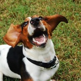 Entry image for Cody