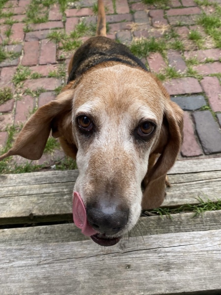 Entry image for Marley. Clicking this image will show a larger photo