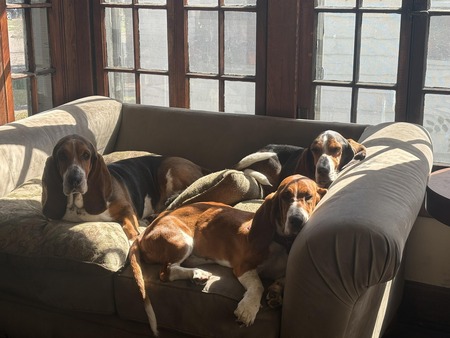 Entry image for Bixby, Beatrix & Baxter. Clicking this image will show a larger photo
