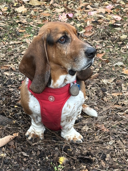 Entry image for Reggie . Clicking this image will show a larger photo