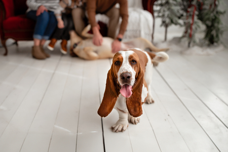 Entry image for Arlo. Clicking this image will show a larger photo
