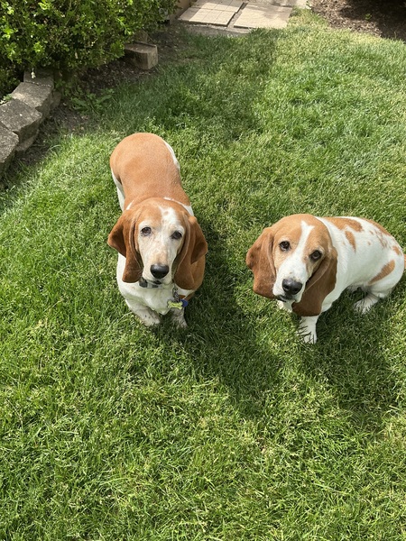 Entry image for Gracie and Danny. Clicking this image will show a larger photo