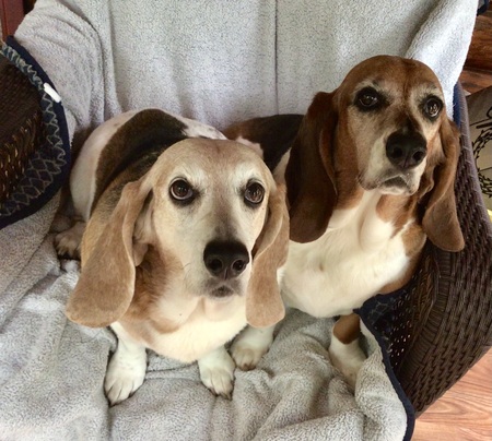 Entry image for Molly and Maggie . Clicking this image will show a larger photo