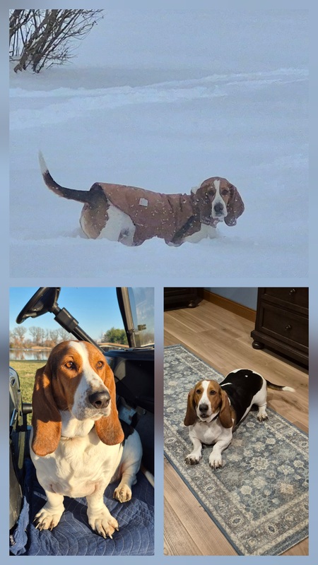 Entry image for Beauregard . Clicking this image will show a larger photo
