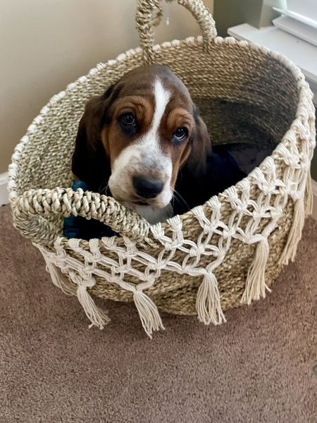 Entry image for Rosie . Clicking this image will show a larger photo
