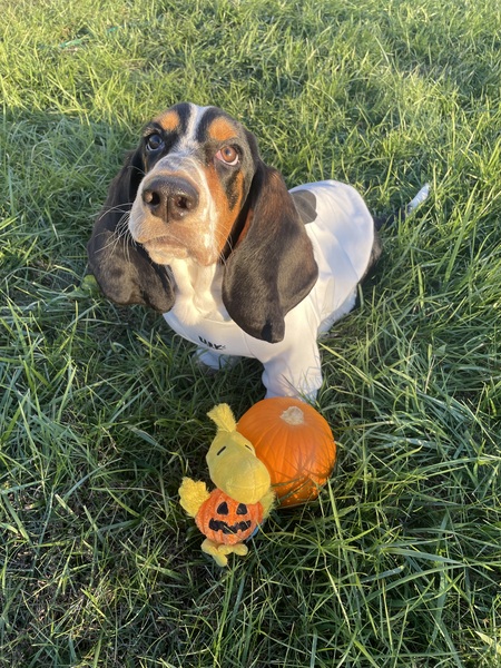 Entry image for Gus Gus. Clicking this image will show a larger photo