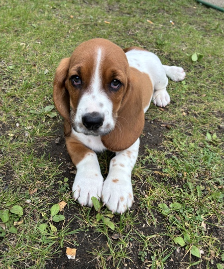 Entry image for Wally. Clicking this image will show a larger photo
