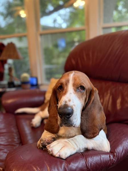 Entry image for Ollie. Clicking this image will show a larger photo