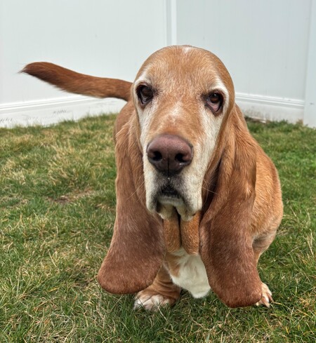 Entry image for Hank. Clicking this image will show a larger photo