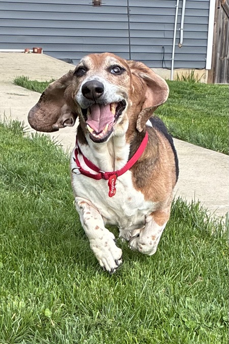 Entry image for Dolly. Clicking this image will show a larger photo