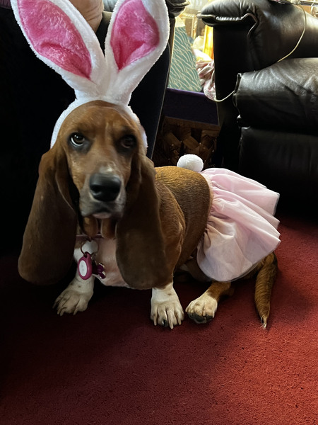 Entry image for Ginger Stroud. Clicking this image will show a larger photo