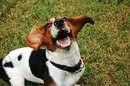 Entry image for Cody. Clicking this image will show a larger photo