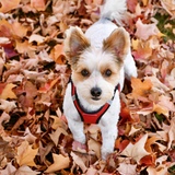Entry image for Otis 