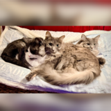 Entry image for Ollie, Cecelia & Evie
