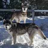 Entry image for Maggie Mae & Grover