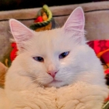 Entry image for Kimba