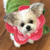 Entry image for Poppy Cosco