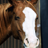 Entry image for Ginger