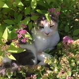 Entry image for Olive