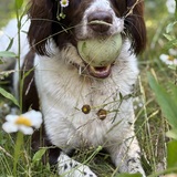 Entry image for Loki