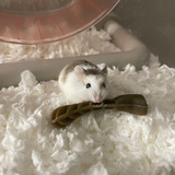 Entry image for Basil