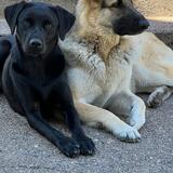 Entry image for Kona and Zoey
