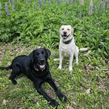 Entry image for Walter and Maggie